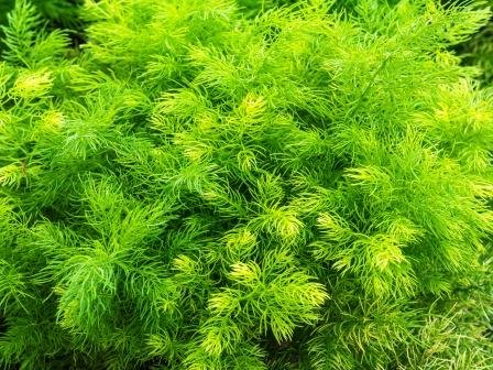 Asparagus Racemosus
